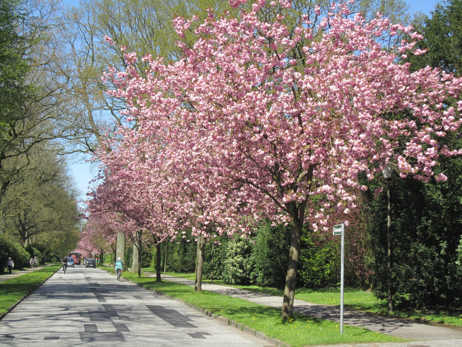 Blühende Kirschenallee auf dem Friedhof Ohlsdorf