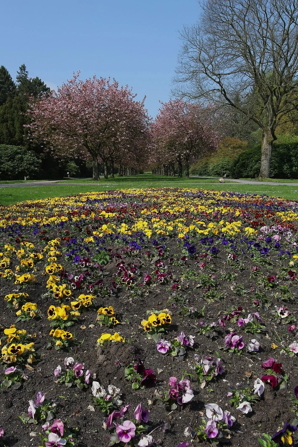 Frühjahrsblumen unter Bäumen auf dem Hauptfriedhof Altona